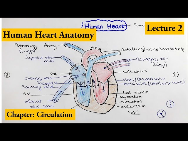 human heart Structure and Function | Chapter Circulation Video # 2 class=