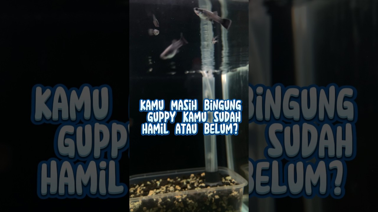 Ciri-ciri Guppy Yang Hamil