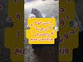فوائد الثوم للفراخ البيضاء