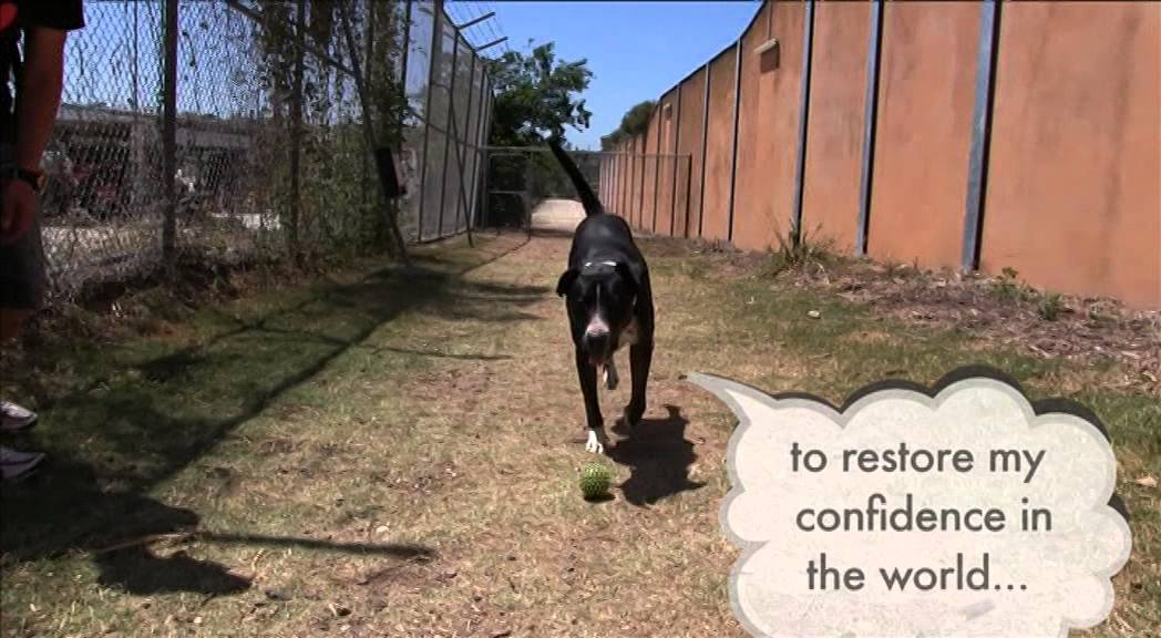 Rspca School For Dogs Virtual Dog Training Classes Youtube