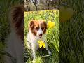 Meeting after 6 months | Dog sitter |Lovely day | #Godscreation #Dutchdecoy #Kooikerhondje #Cute