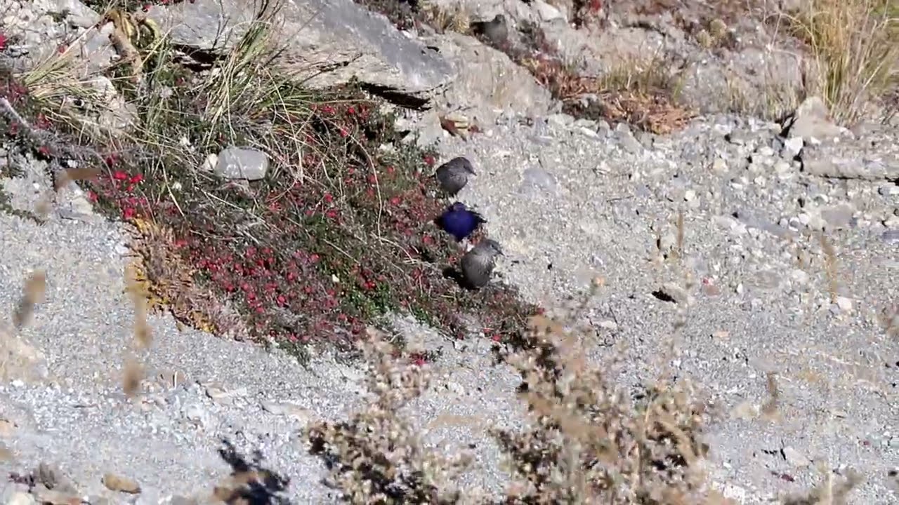 Grandala | Grandala coelicolor