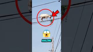 Famous Top 3 Most Amazing Animals You’ve Never Seen Before!😱 Wealth