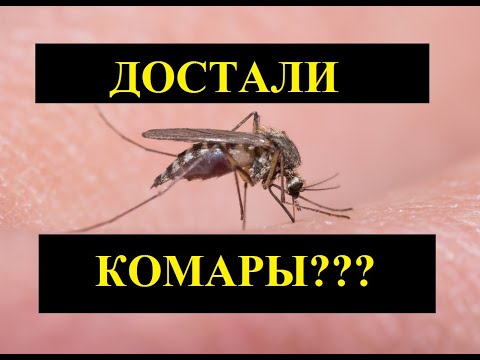 Видео: Ловушка для домашних комаров?