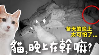 【黃阿瑪的後宮生活】貓咪們晚上在幹嘛冬天晚上好可怕