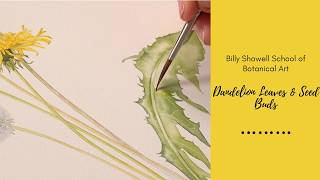 Dandelion Leaves & Seed Buds - Preview with Billy Showell ⎮Watercolour Beautiful