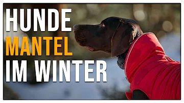 Wann Jacke für Hund?