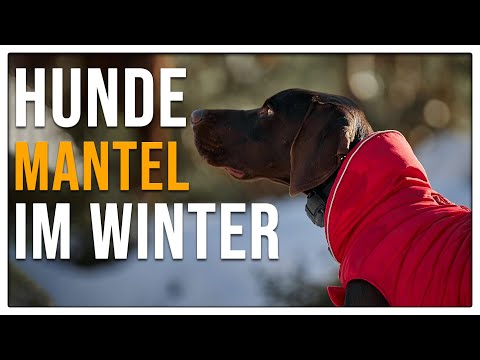 Video: Braucht Ihr Hund einen Wintermantel oder Stiefel?