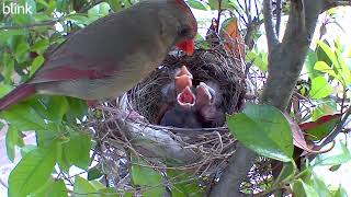 Day 5 - All Cardinal Eggs Hatched