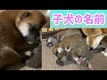 柴犬子犬生後5日デコボコ4きょうだいの名前公開！子犬鳴き声たっぷり編