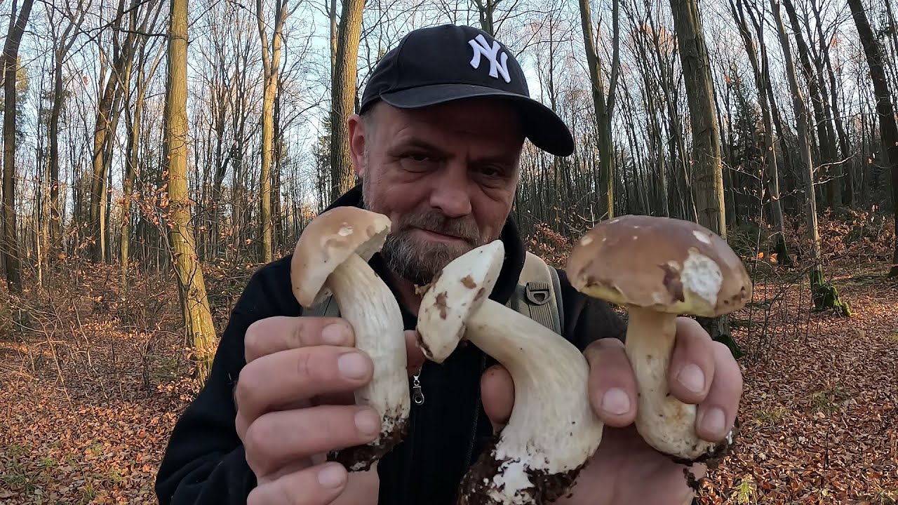 Листопад, а БІЛЯКИ пруть як шалені!