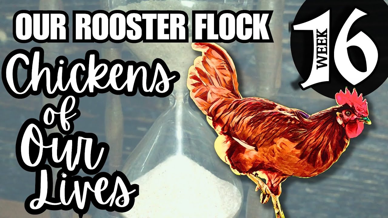 Week 16 Meet Our Bachelor Flock (Raising Not So Baby Chicks) 