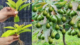 Unique skill of growing avocados using cuttings using aloe vera