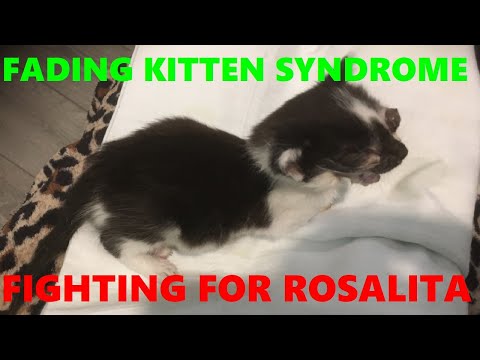 Βίντεο: Σύνδρομο Fading Kitten - Συμπτώματα και αιτίες του συνδρόμου Fading Kitten