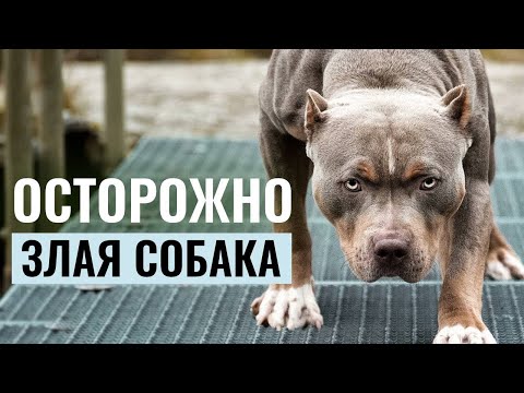 Видео: Издевательства над собаками - Агрессия собаки с другими собаками
