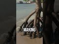 Discover the tech behind mangroves! #TechInnovation #CoastalConservation