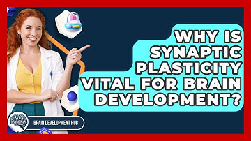 Why Is Synaptic Plasticity Vital For Brain Development? - Brain Development Hub
