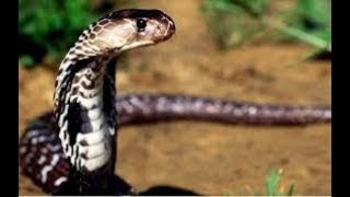 ТОП 10. най-отровните змии в света.