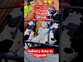 #Cattlenya#CattleSle#InCalfHeifer#KenyarmerlFarming#Livestock#Agricult#Dairy#Kenyarming#Beef#FrmLife