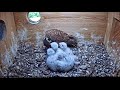 Cornell American Kestrel Cam - Mom feeds Babies 5-30-19