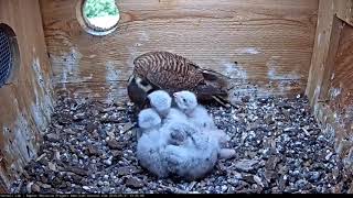 Cornell American Kestrel Cam  Mom feeds Babies 53019