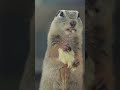 カラスに恐怖するリス #shorts #asmr