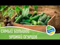 Подкормка огурцов для обильного плодоношения // ОрганикМикс - органические удобрения
