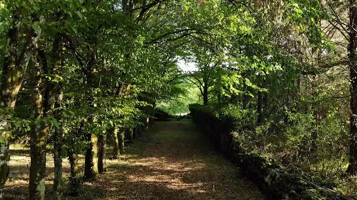 Walled Garden Tree Avenue