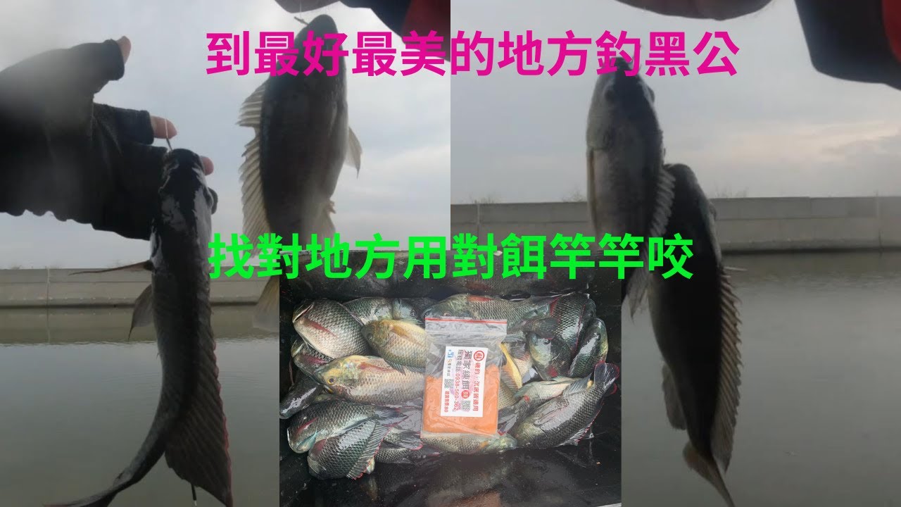 釣魚釣黑公到最好最美的地方釣黑公找對地方竿竿咬#黑公 # 練餌 #蘇信州 #fishing #クロダイ #감성돔 #ตกปลา #Su16888