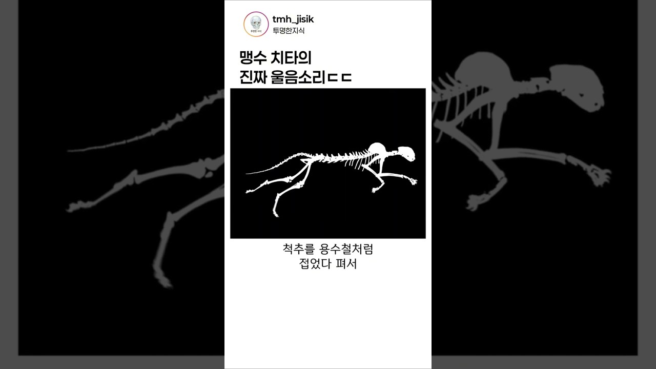 맹수 치타 진짜 울음소리의 정체 ㄷㄷ