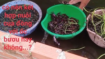 Mô hình nuôi cua đồng kết hợp với ốc bươu trong hồ xi măng, kết quả sau 4tháng thử nghiệm