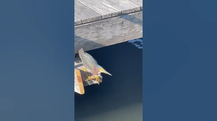 Green Heron #birds #animals #animalshorts - DayDayNews