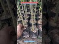 Agar plant #new #meghalaya #agartala #agar #youtube #reels #farmer #farming #kissan #shortvideo #ai