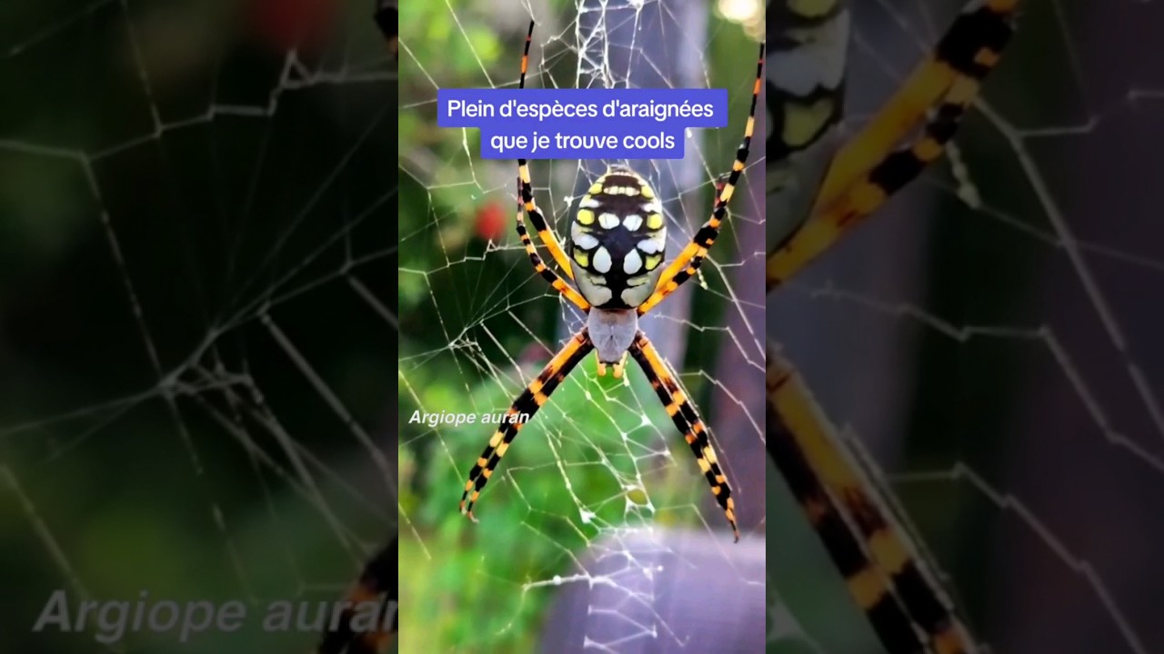 Les araignées que je trouve cools 🕷️🕸️ (épisode 3)