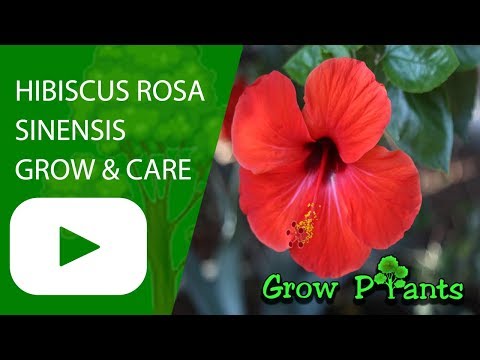 Hibiscus rosa sinensis - ornamental plant & edible leaves & flower