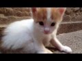 Turkish van kittens の動画、YouTube動画。