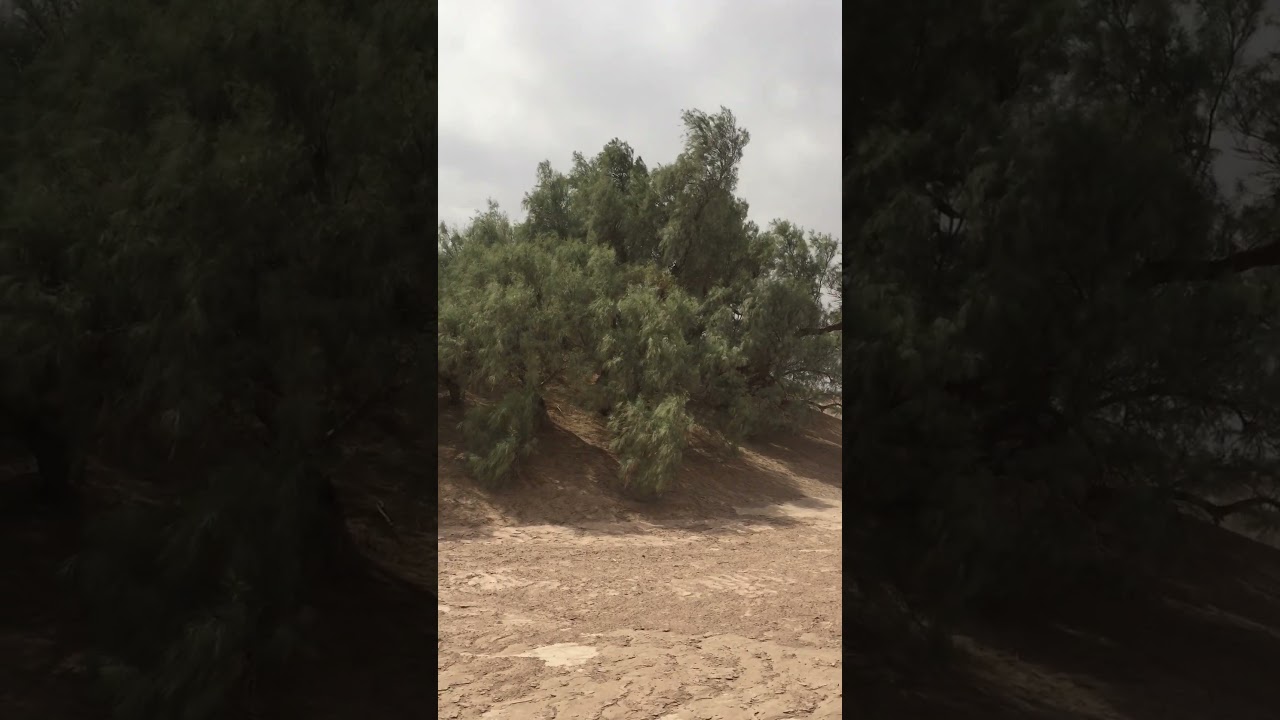 کلیپ ۱۸ : نپکاها؛ نگهبانان خاموش کویر شهداد