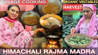 Himachali Rajma Madra | Organic Vegtables Harvest | Village Cooking | Pihu Suryavanshi