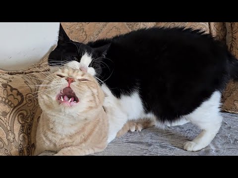 Cat Bites Other Cat And Makes Him Scream