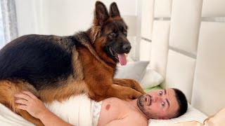 What my morning looks like with a German Shepherd in Bed