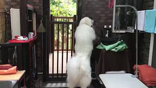 留守番に不満なアラン greatpyrenees グレートピレニーズ