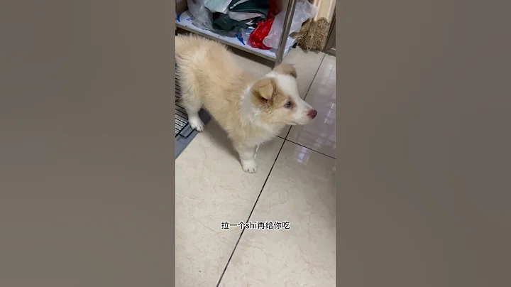 不就是定点大小便吗？#边牧 #萌宠出道计划  #pets - 天天要闻