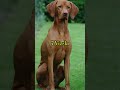 Top 10 dogs that can challenge a Greyhound