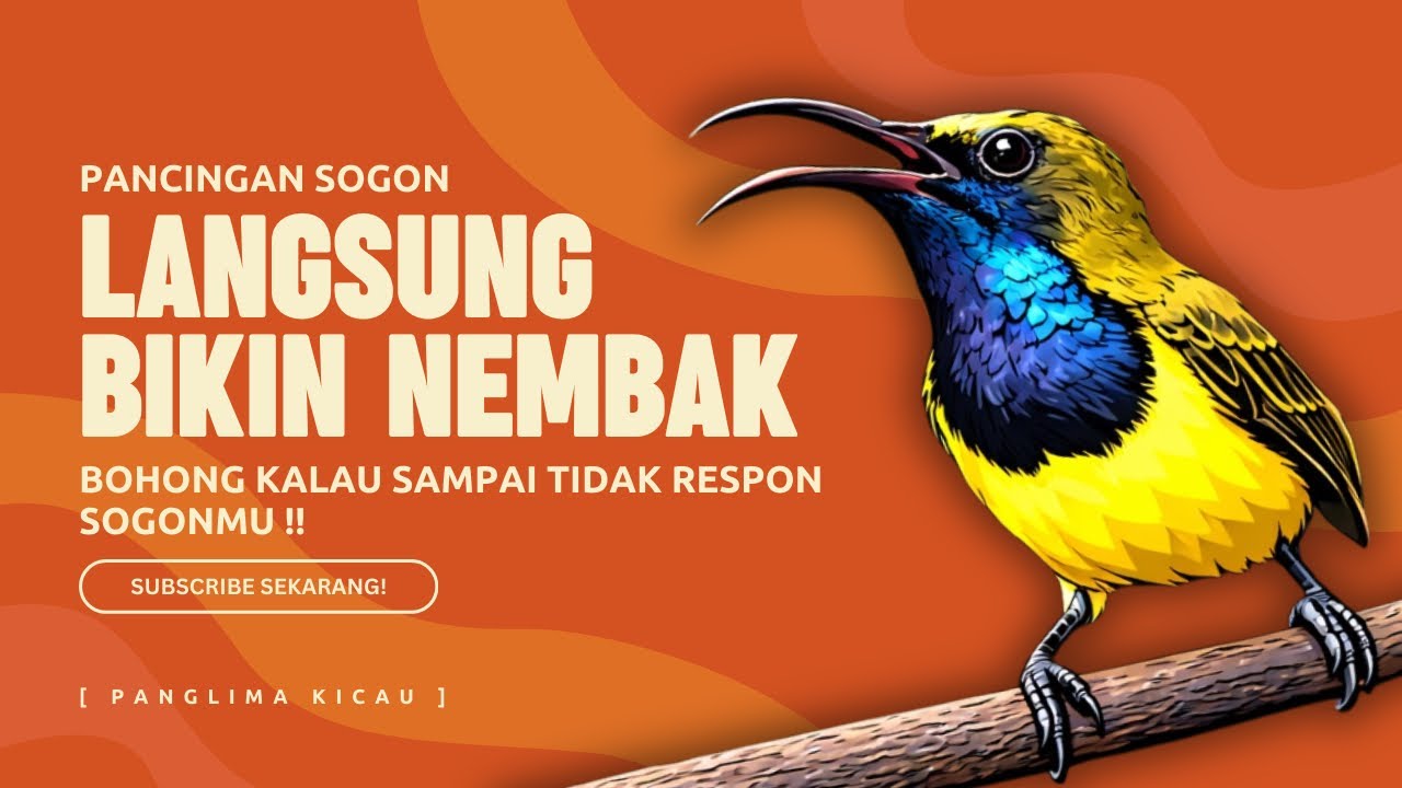 Dijamin Reaksi Keras! Pancingan Sogon Langsung Nembak!  #pancingansogon #sogonngobra #sogon 