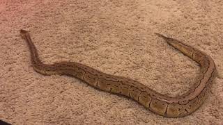 How To Care For A Lemon Blast Pinstripe Ball Python!!! So Cool