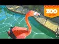 ZOO TYCOON - EU ADORO FLAMINGOS ÉPICOS!