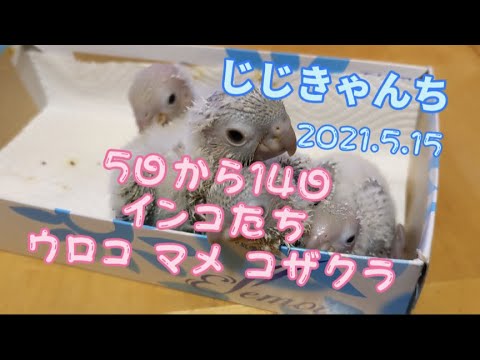 さし餌忙しくなっています💦