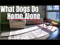 I Caught My Dog Doing WHAT?! | PetCube Cam