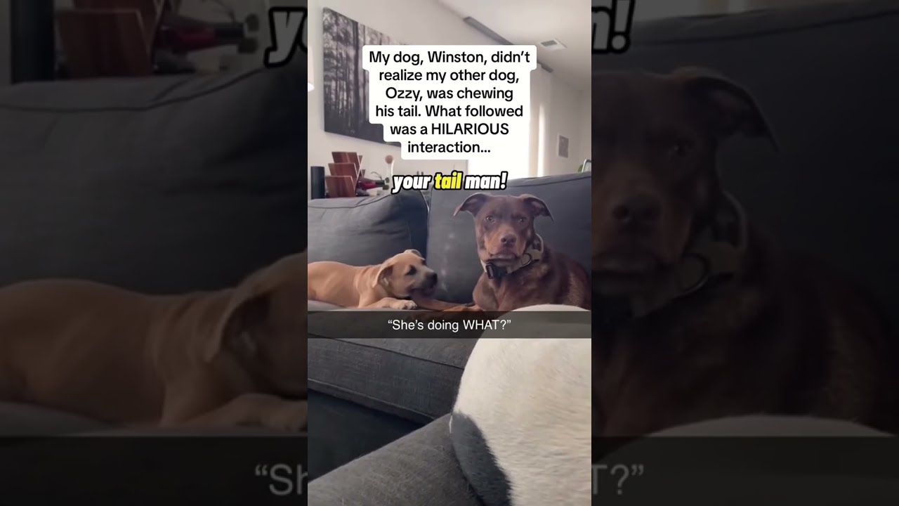 He Understands Everything I Say Dog Funny Funnydog Fyp Usa 