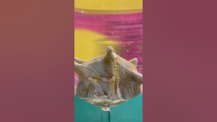 I did the vinegar and seashell experiment. Is the transparent seashell real? #shorts #fypp #discover